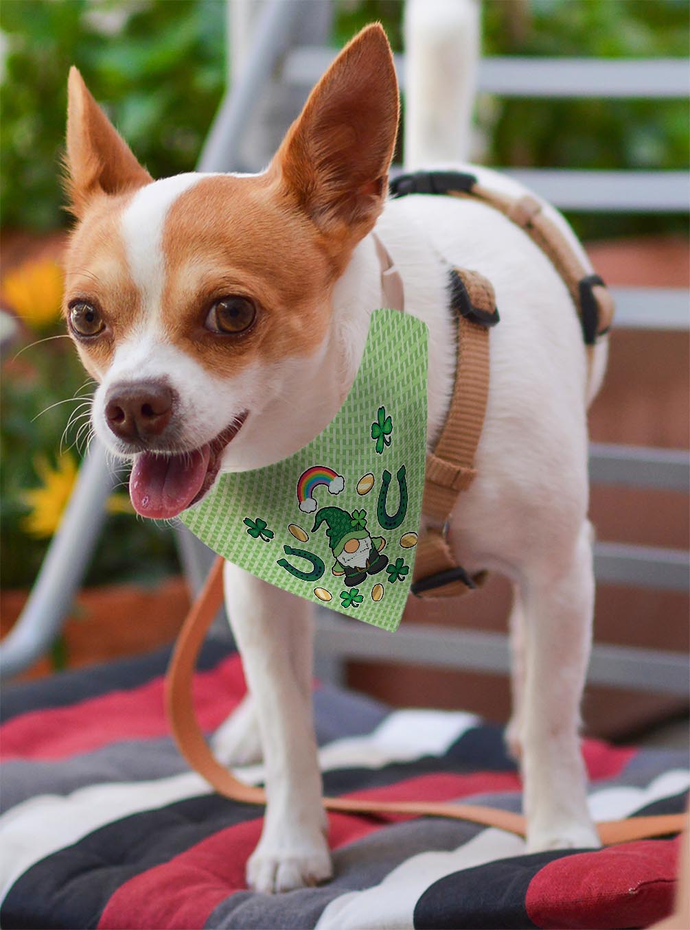 small dog with scarf