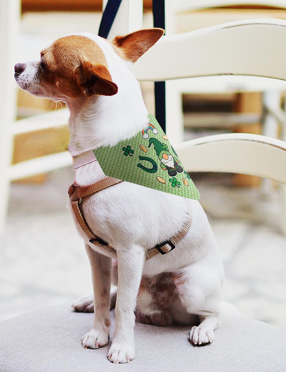 small dog with scarf