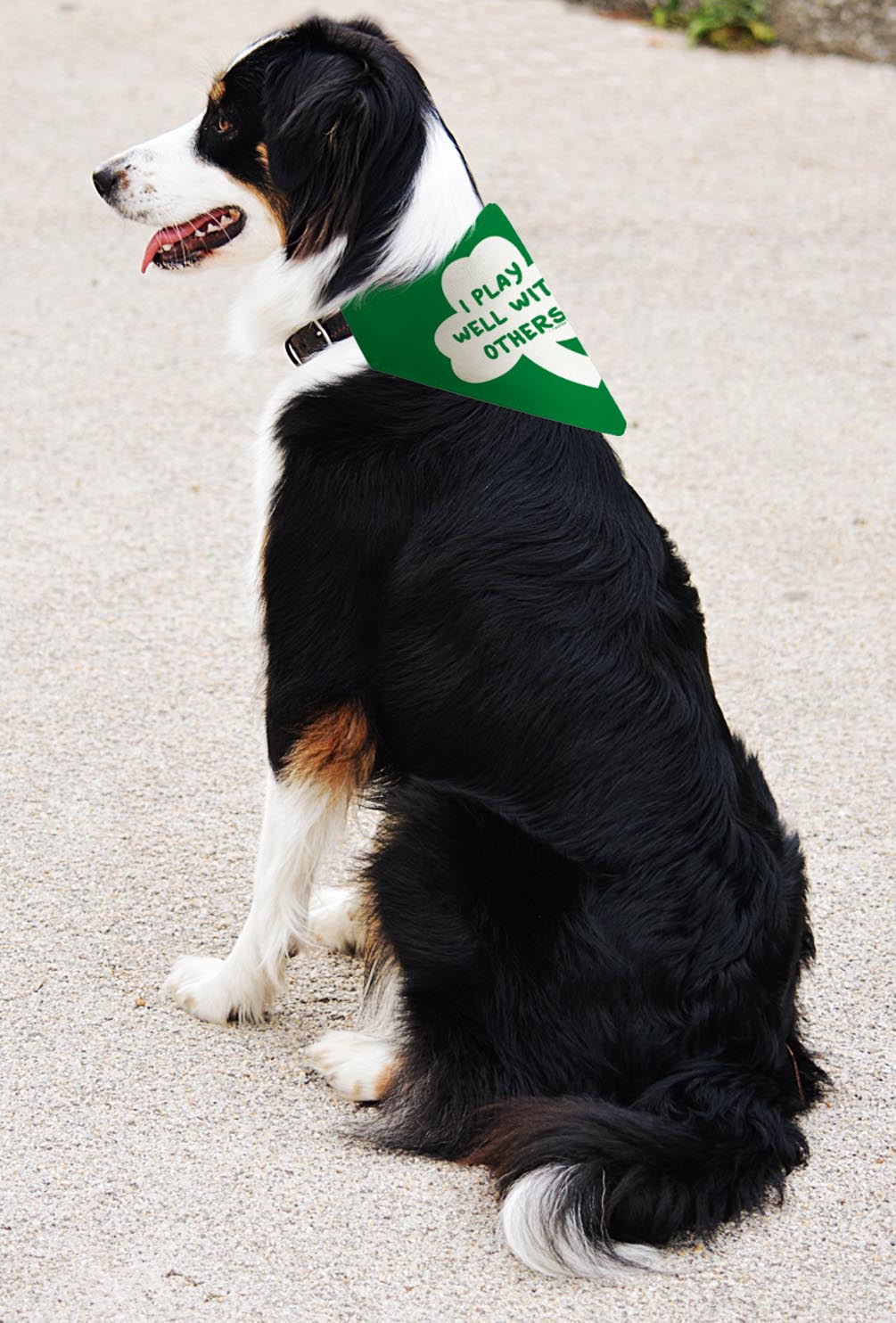 larger dog with scarf