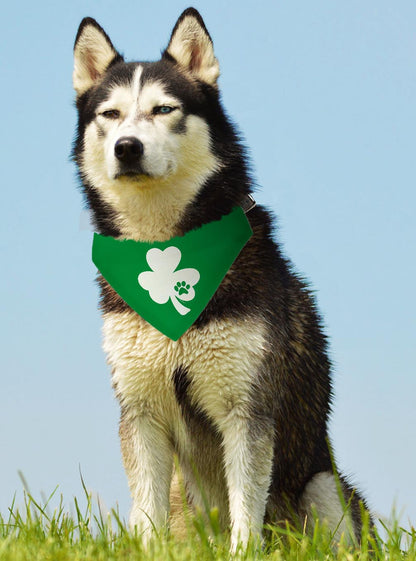 larger dog with scarf