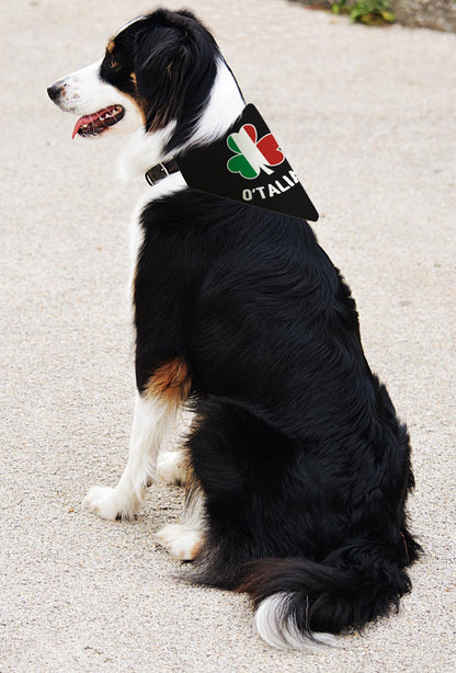larger dog with scarf