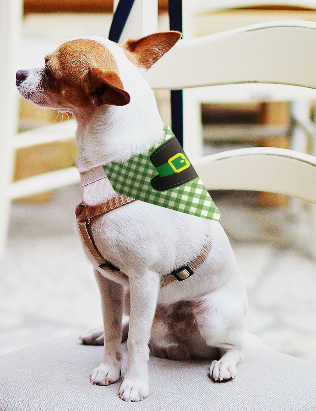 small dog with scarf