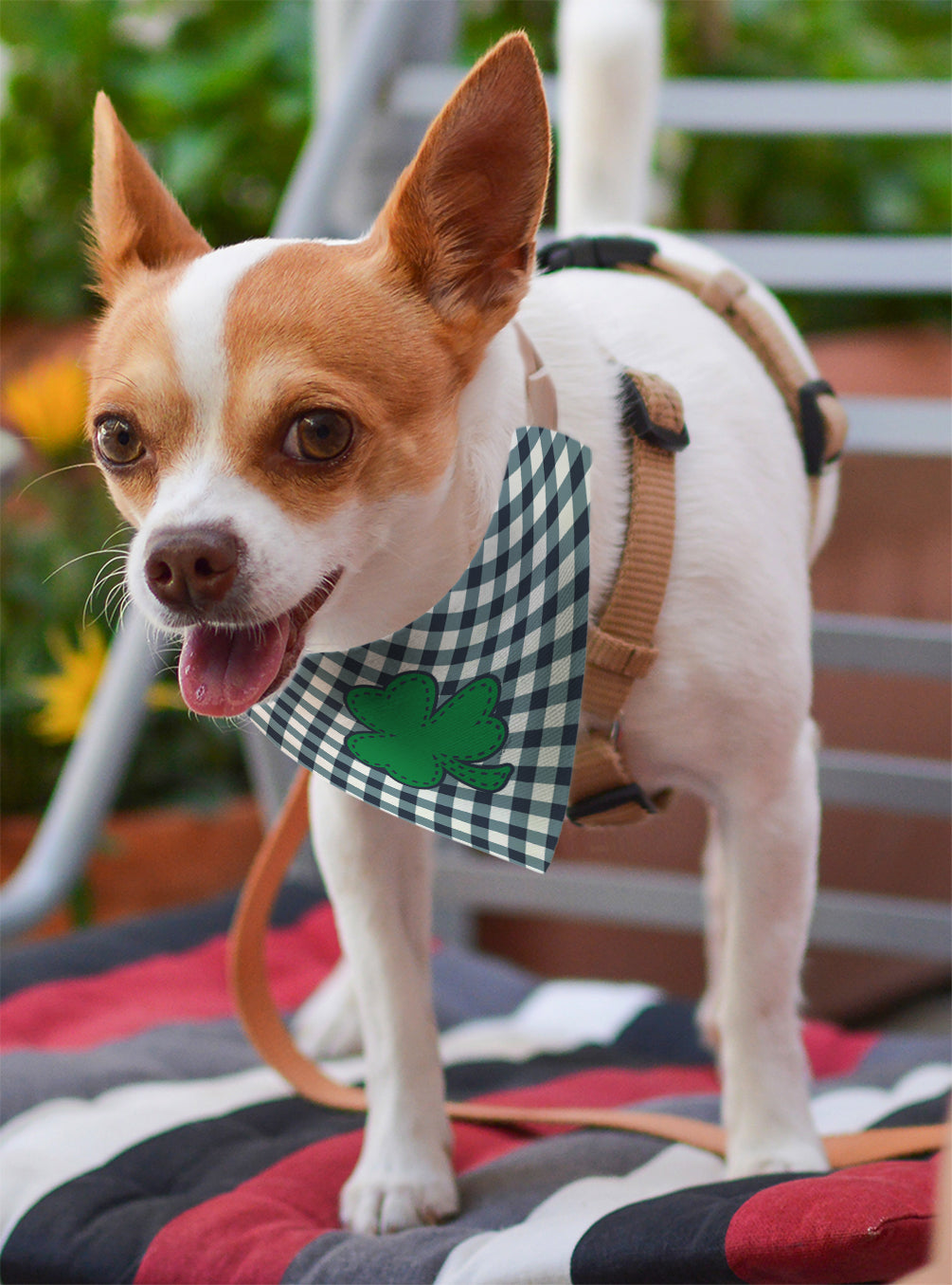 small dog with scarf
