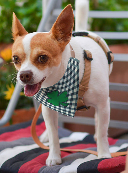 small dog with scarf