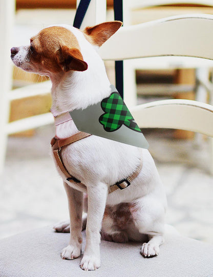 small dog with scarf