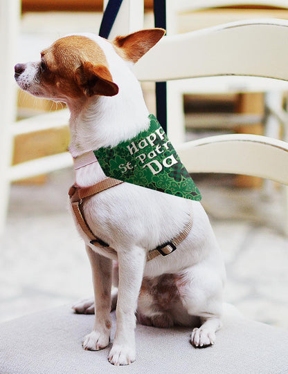 small dog with scarf